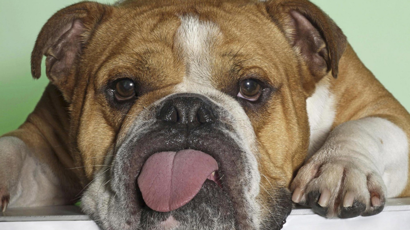 Бульдог показывает язык