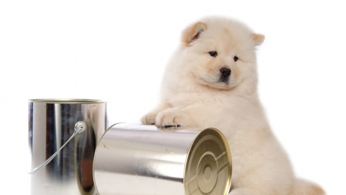 Чау-чау и банки