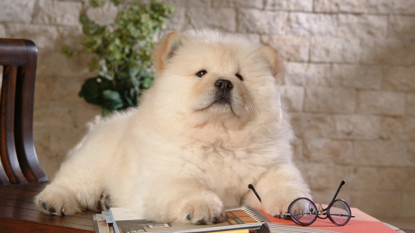 Чау-чау читает книгу