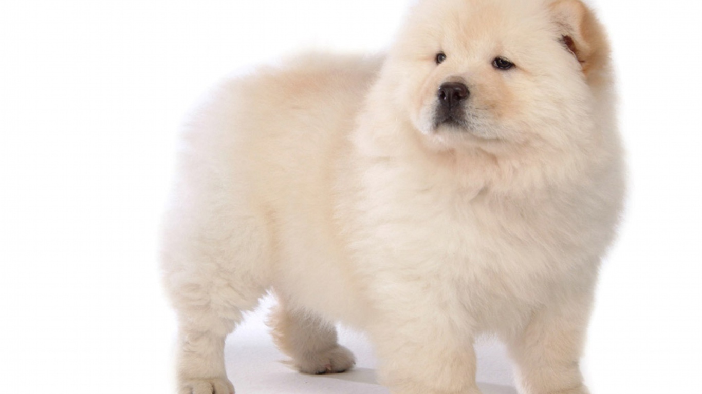 Chow-Chow on the white background