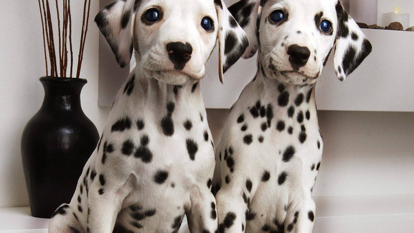 Симпатичные щенки далматина