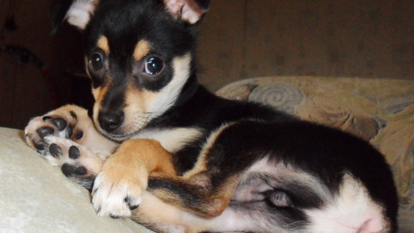 Симпатичный Карликовый пинчер на диване