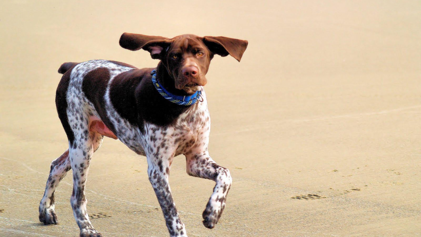 Симпатичный Пойнтер играет на пляже