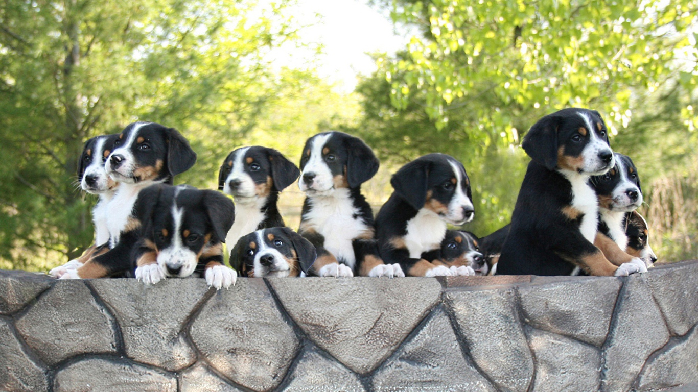 Милые щенки большого швейцарского зенненхунда