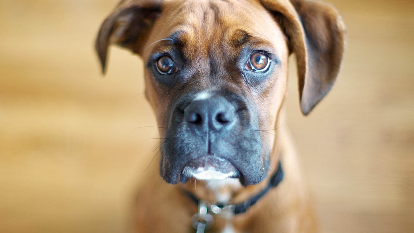 Милый молодой боксёр на коричневом фоне