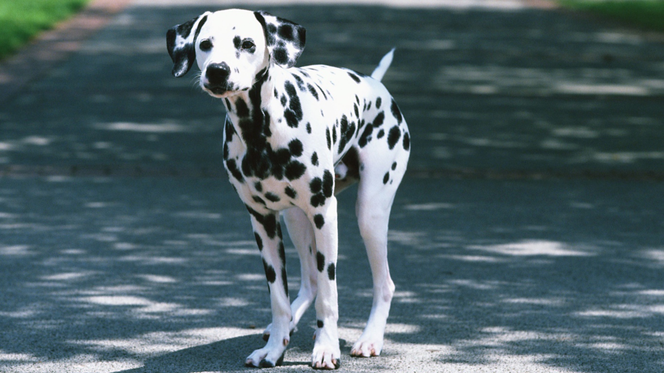 Далматин на дороге