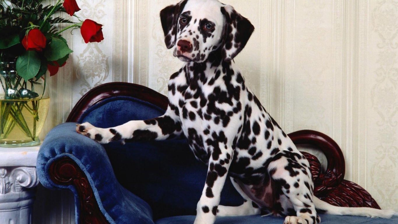 Далматин сидя на стуле