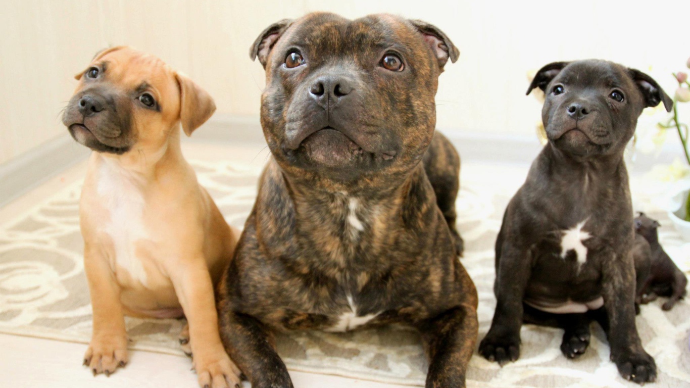Различные виды стаффордширских бультерьеров