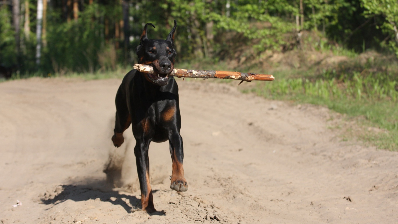 Доберман приносит палку
