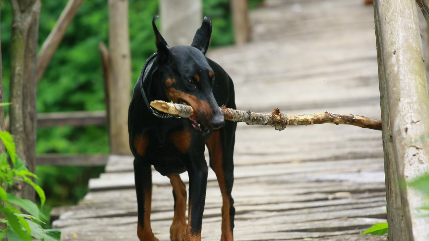 Доберман играет с палкой