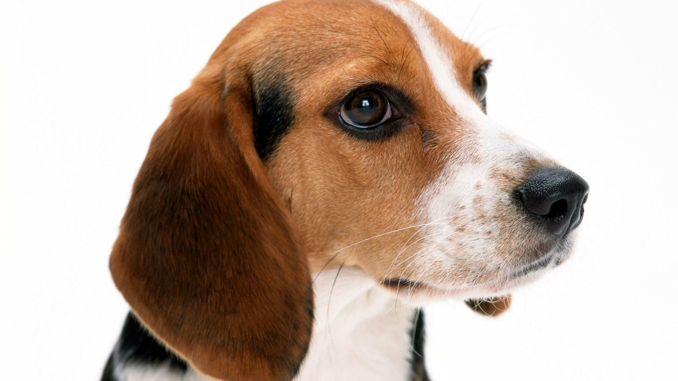 Собака породы бигль на белом фоне крупным планом