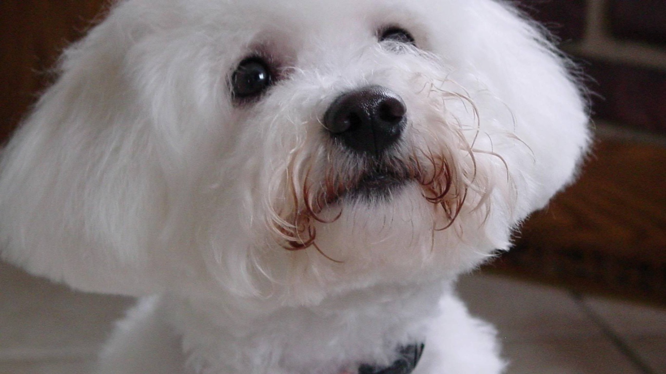 Собака породы бишон-фриз смотрит на хозяина