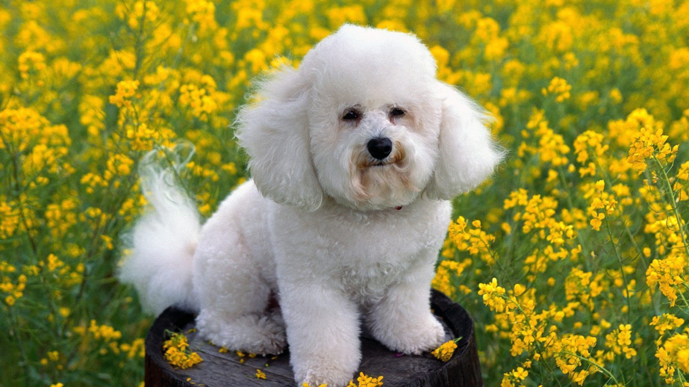 Собака породы бишон-фриз на бочке