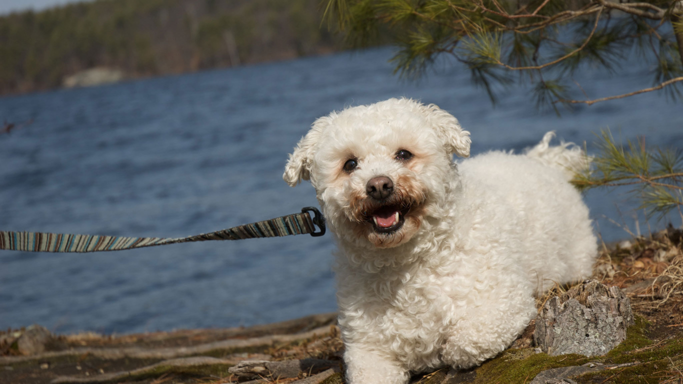 Собака породы бишон-фриз на прогулке
