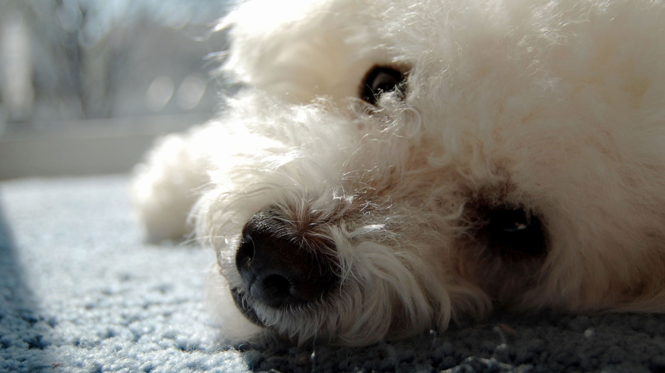 Собака породы бишон-фриз отдыхает на ковре