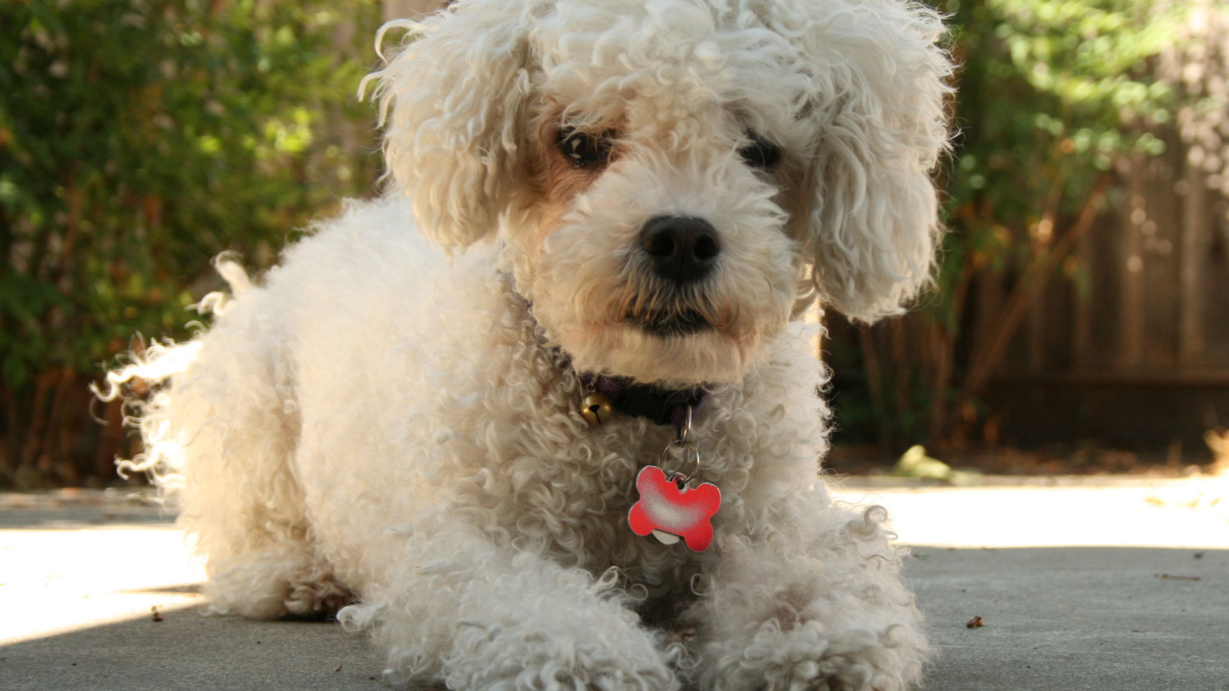 Собака породы бишон-фриз с кулоном