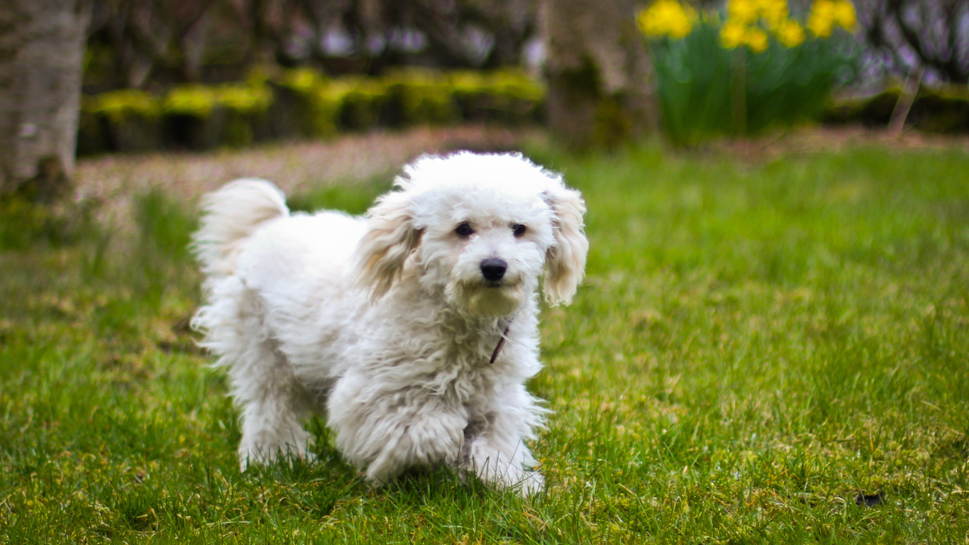 Собака породы бишон-фриз бежит по лужайке