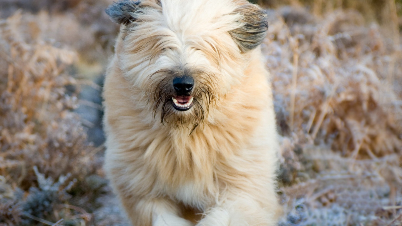 Собака породы бобтейл бежит в поле