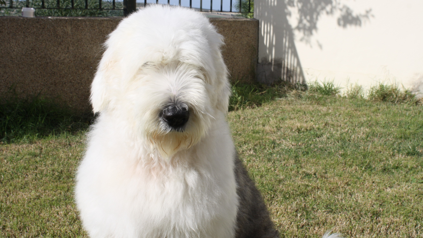 Собака породы бобтейл сидит во дворе дома