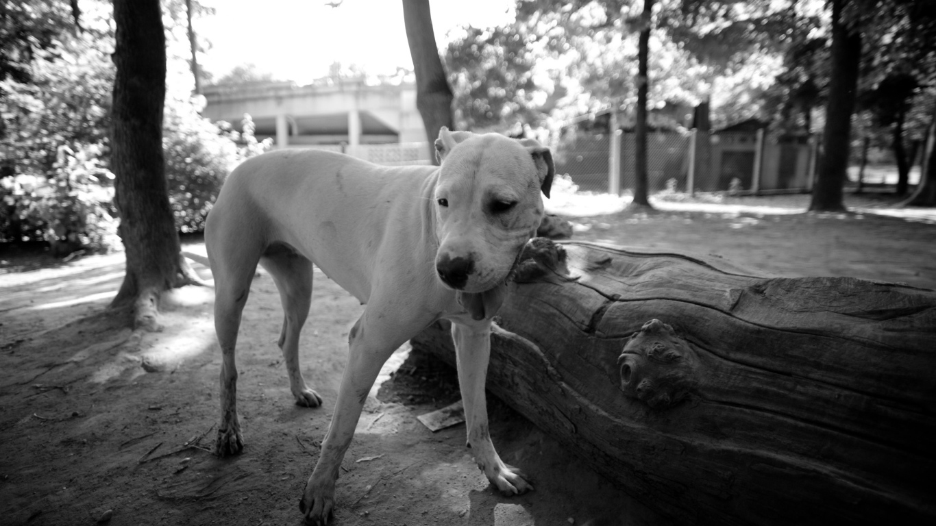 Красивый аргентинский дог, чёрно-белое фото