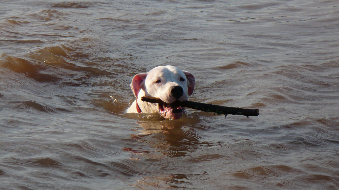 Аргентинский дог несёт палку