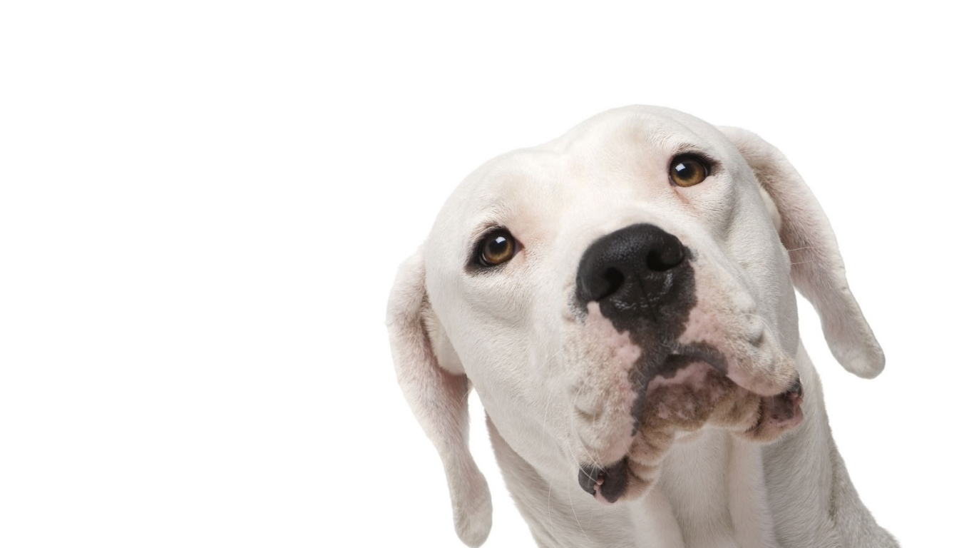 Аргентинский дог на белом фоне