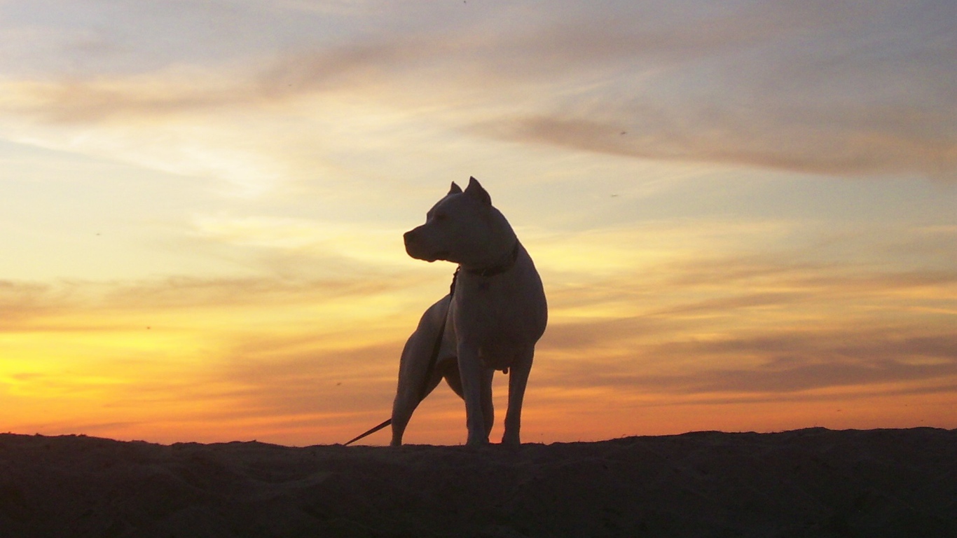Аргентинский дог на фоне заката