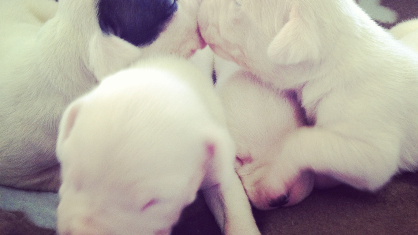 Щенки аргентинского дога