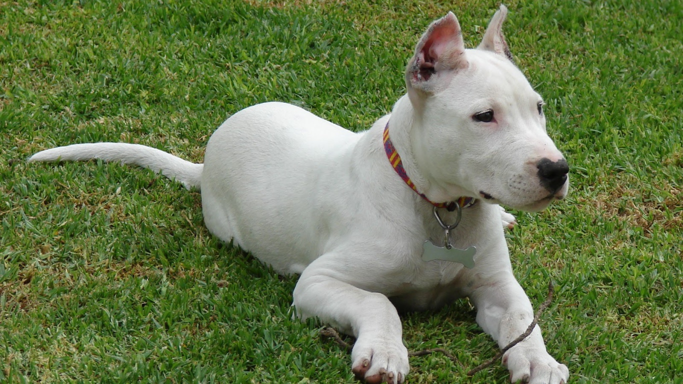 Аргентинский дог кого-то увидел