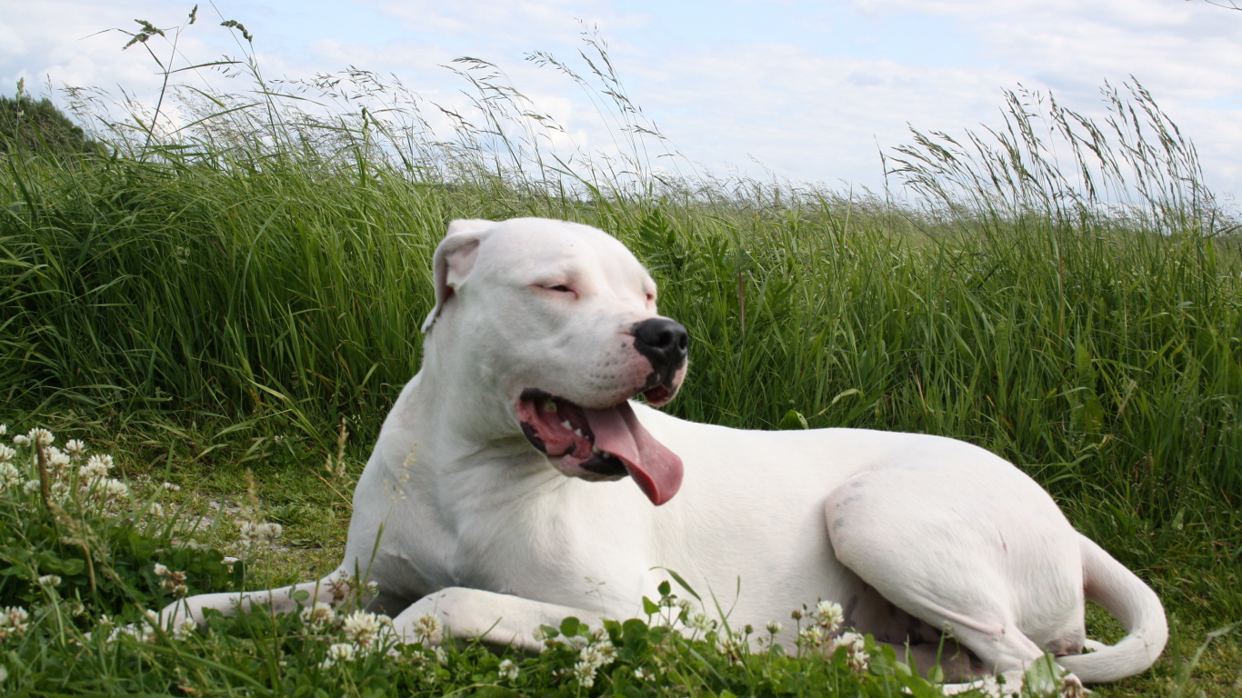 Аргентинский дог устал