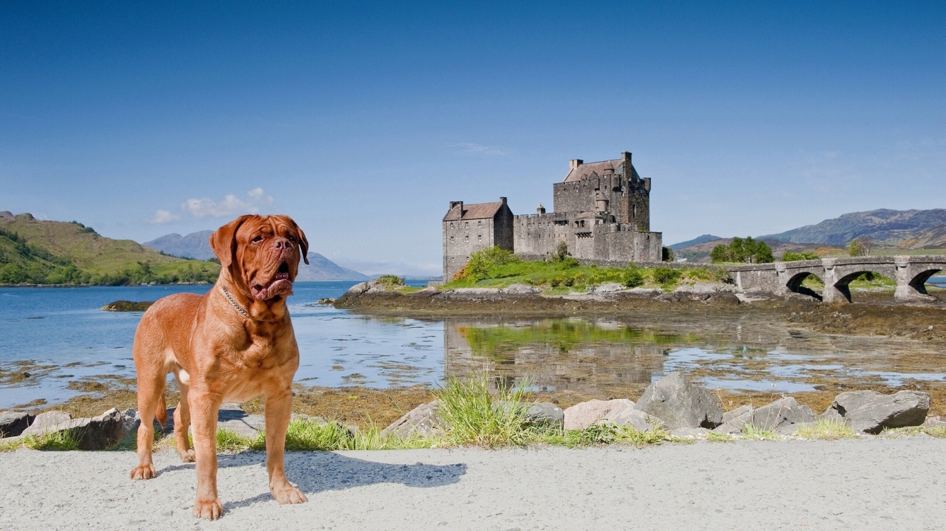 Бордоский дог и замок