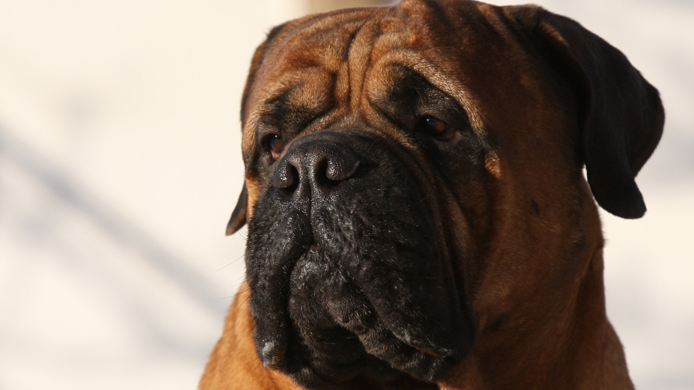 Бордоский дог ищет своего хозяина