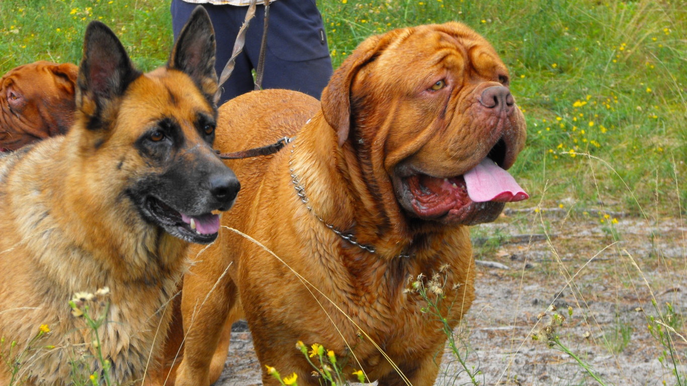 Бордоский дог на прогулке