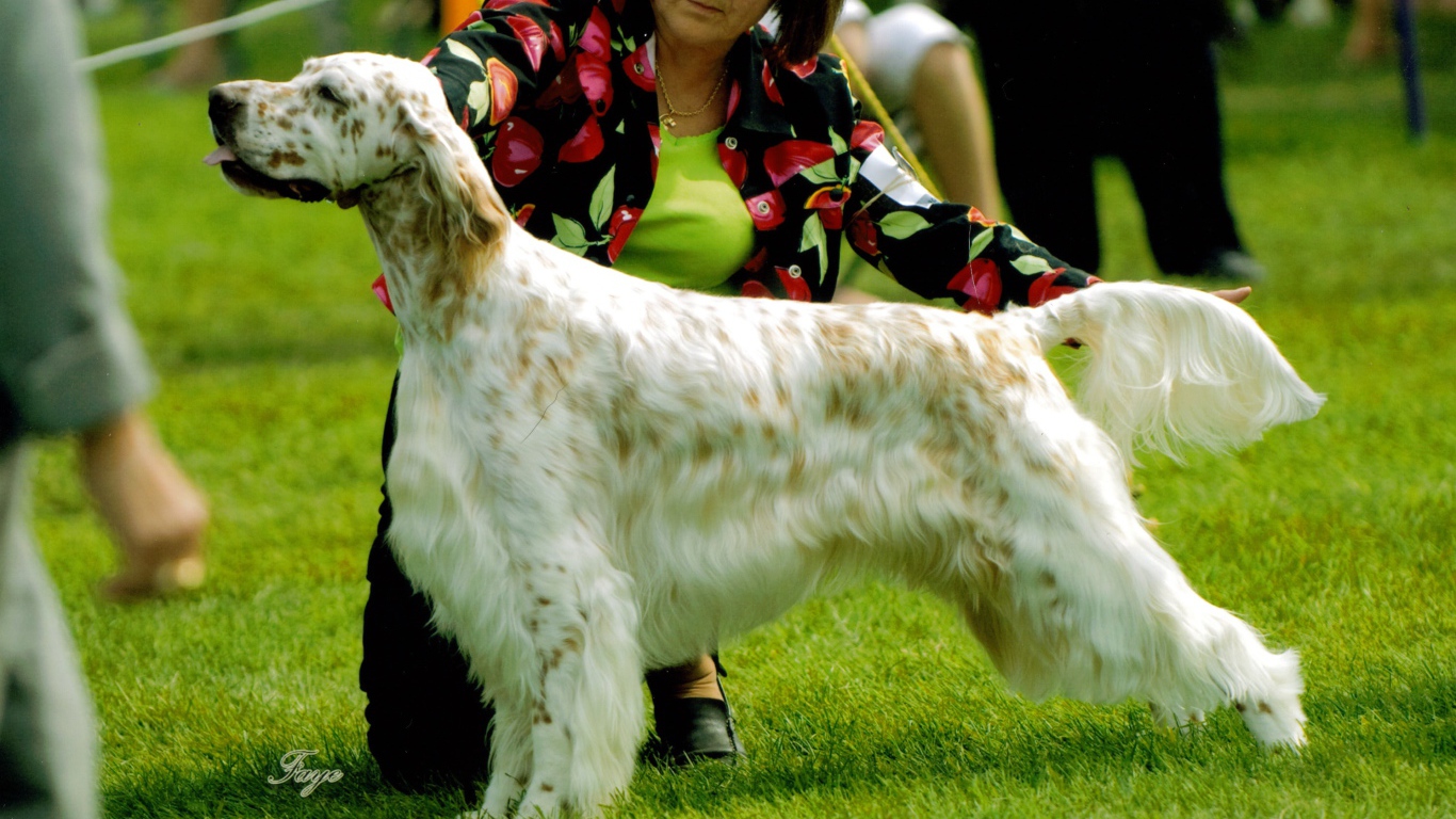 Английский сеттер на собачьей выставке