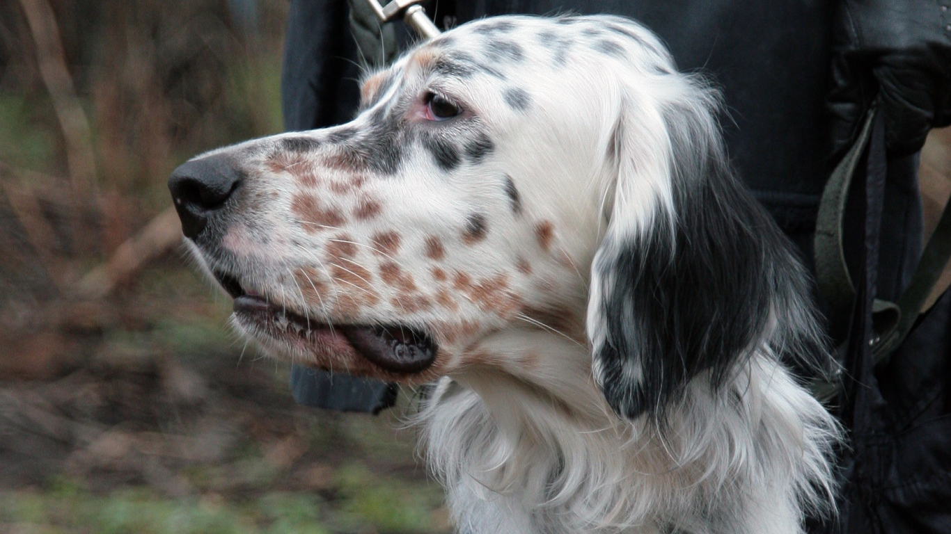 Английский сеттер крупным планом