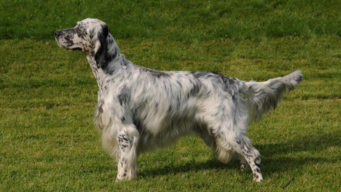 Английский сеттер на природе