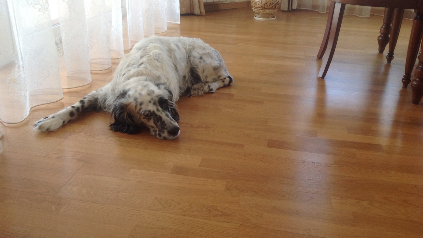 Английский сеттер устал