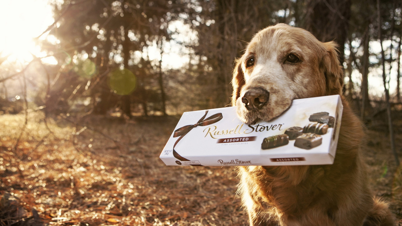 Английский сеттер с коробкой конфет
