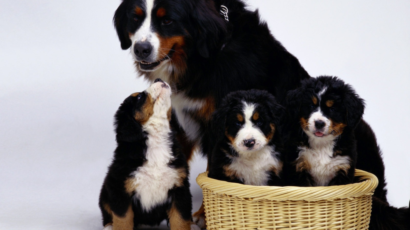 Семья бернской пастушьей собаки на белом фоне