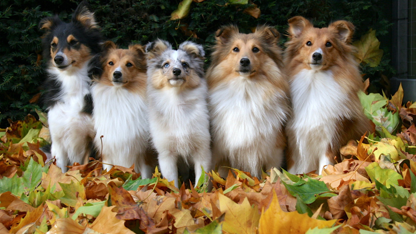 Семья собак породы шелти