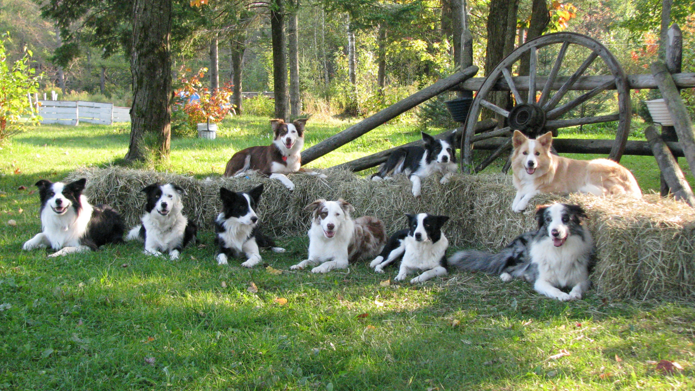 Семья собак бордер-колли