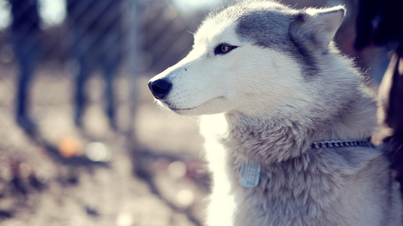 Самка аляскинского маламута