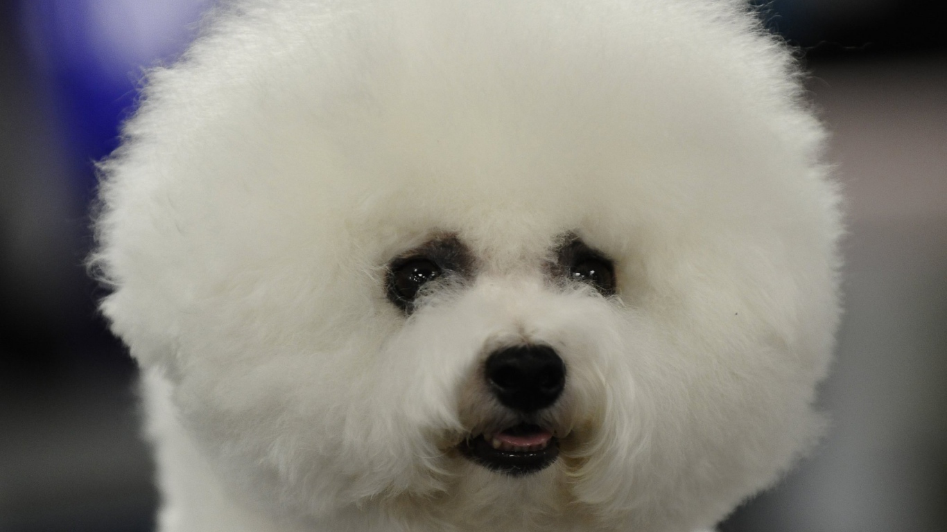 Пушистая собака породы бишон-фриз