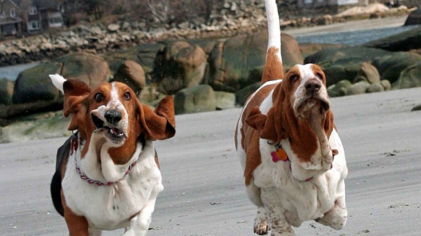 Смешные бассет-хаунды бегут
