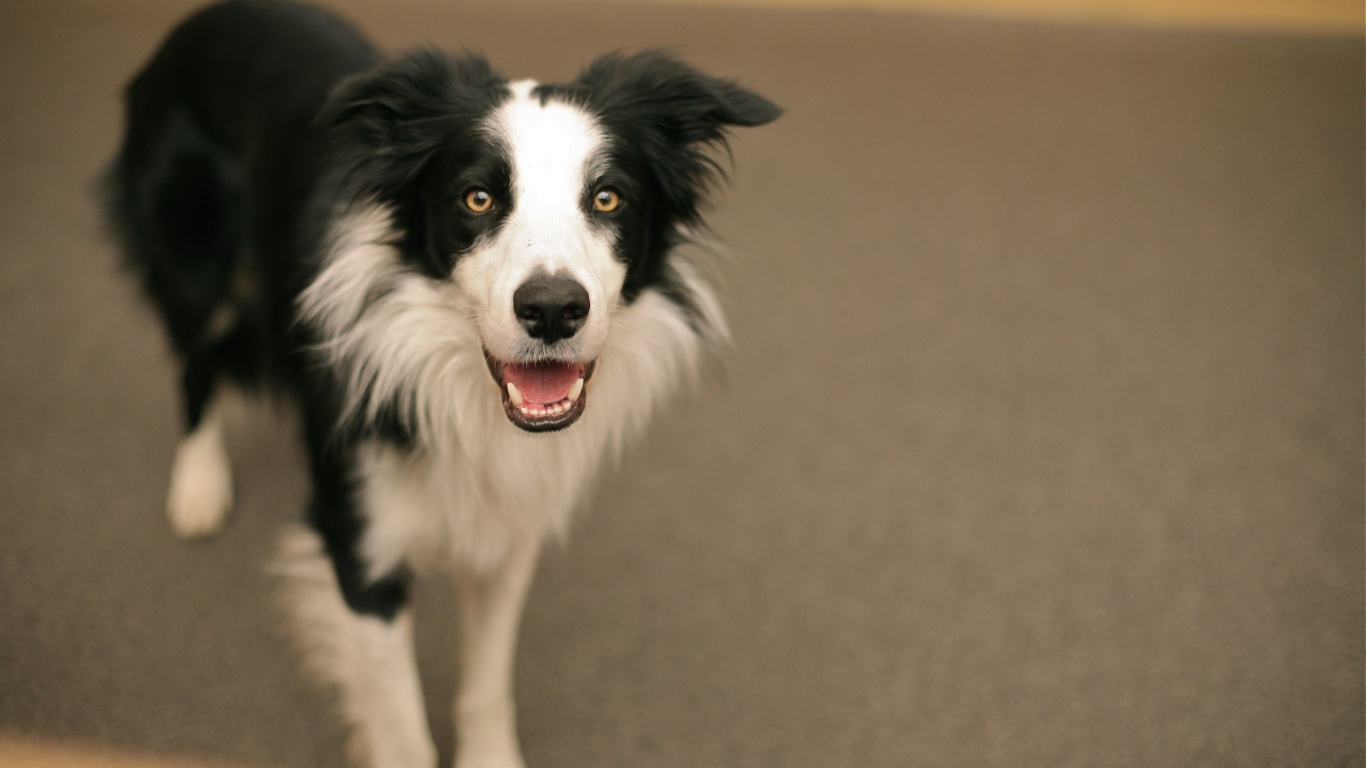 Смешная бордер-колли