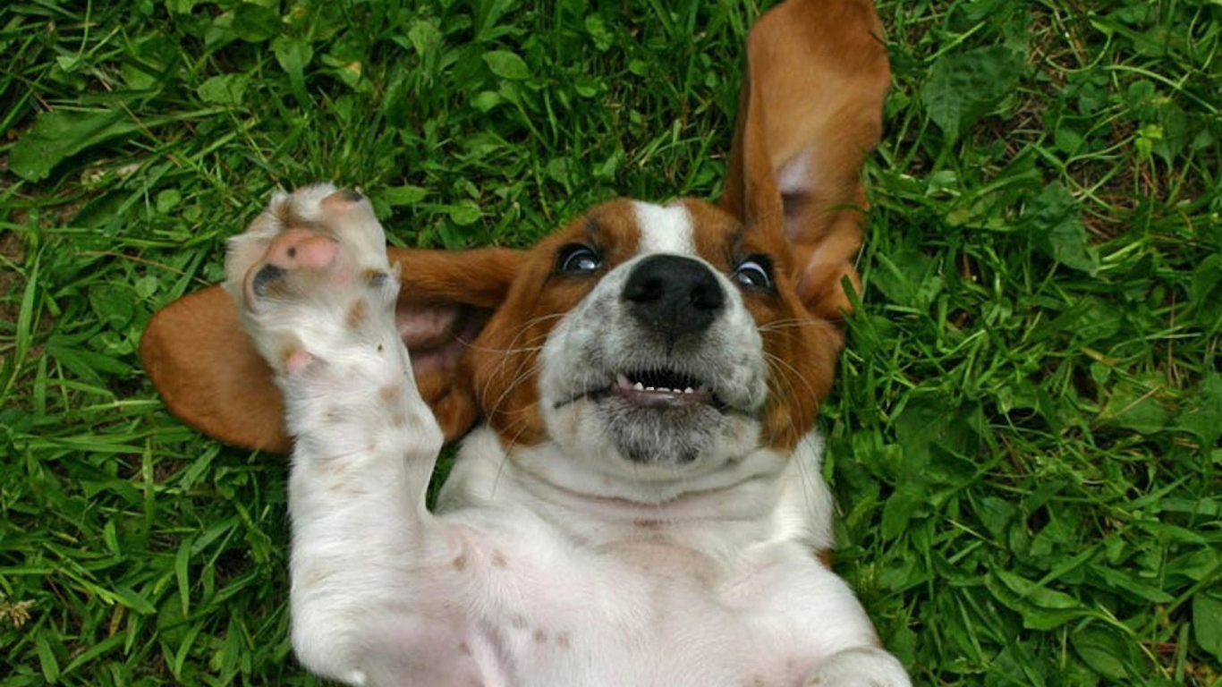 Смешной бассет-хаунд на траве