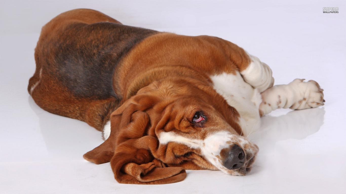 Смешной бассет-хаунд развалился на полу