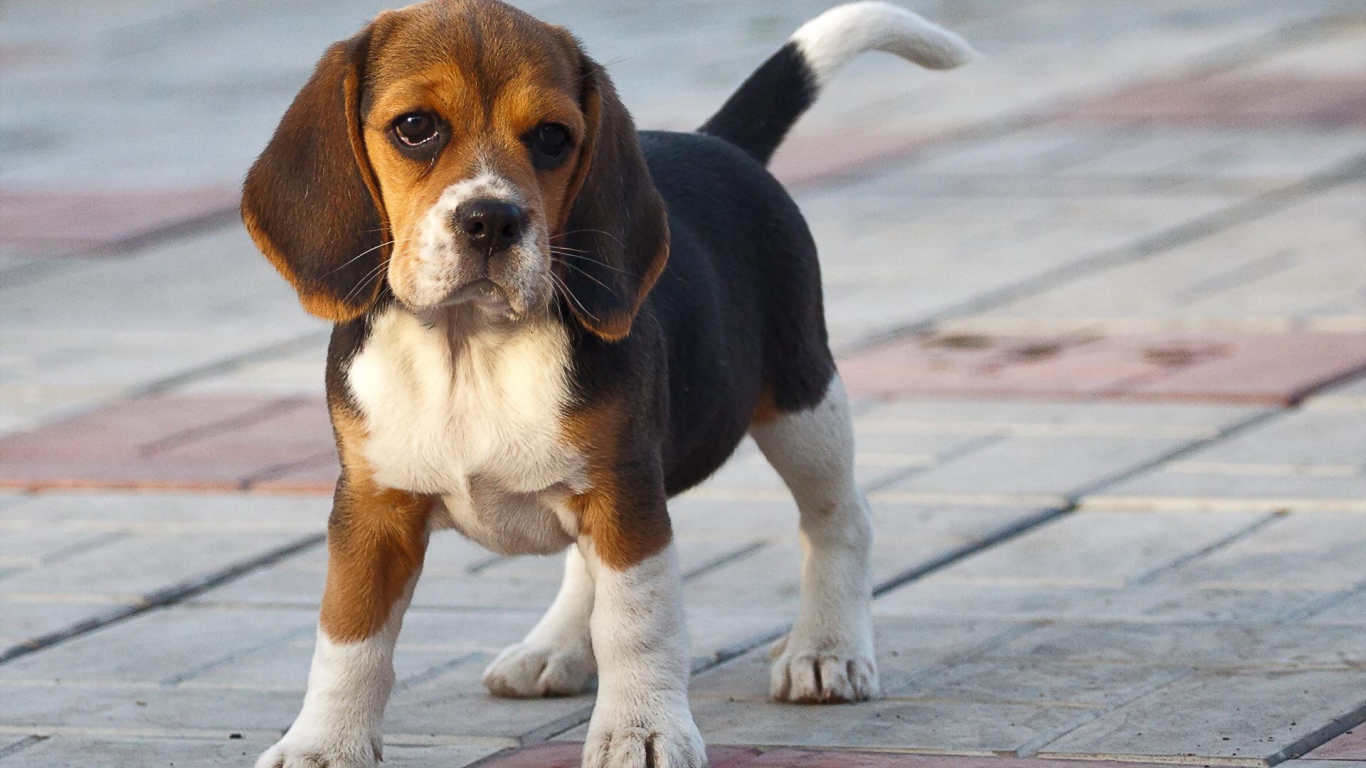 Смешной щенок породы бигль на тротуаре