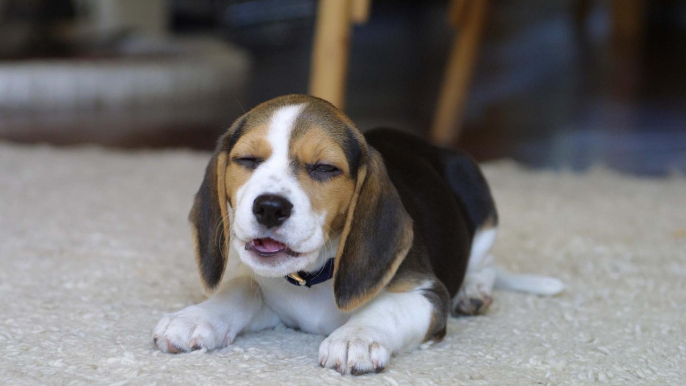 Смешная собака породы бигль на ковре