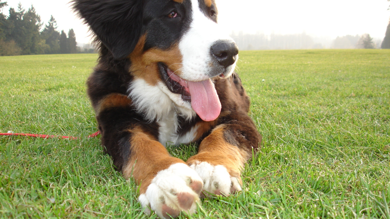 Смешной щенок бернской пастушьей собаки